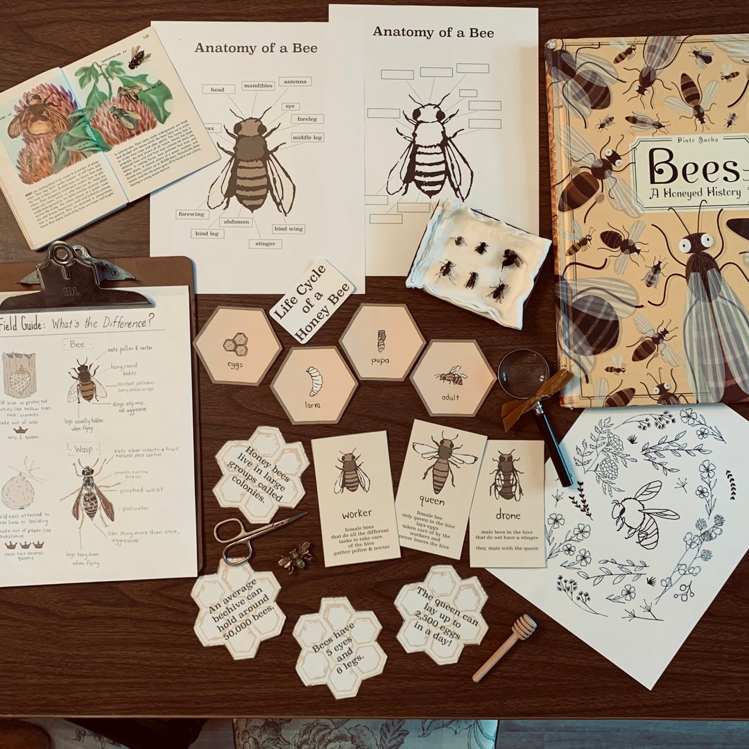 Bee Study Bundle - Bee Unit Study - Printable Nature Study - Homeschool ...