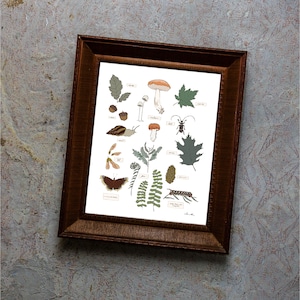 Forest Dwellers Plants and Creatures, Nature Study Poster, Nature Journal Art, Homeschool Educational Resource, Field Guide Illustration