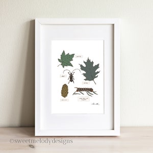 Nature Journal Art No 3, Nature Study Art Print, Forest Plants and Creatures, Homeschool Educational Resource, Field Guide Illustration
