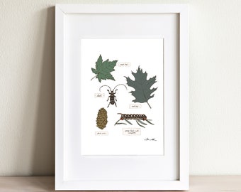 Nature Journal Art No 3, Nature Study Art Print, Forest Plants and Creatures, Homeschool Educational Resource, Field Guide Illustration