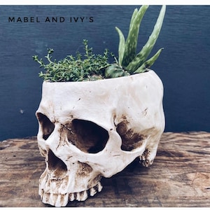May include: White ceramic skull planter with a green succulent plant growing inside. The planter is shaped like a human skull with detailed features. The text "MABEL AND IVY'S" is visible at the top of the image.