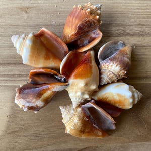 Op de afbeelding: Een groep van acht bruine en witte schelpen in verschillende vormen en maten. De schelpen zijn in een groep op een houten oppervlak gerangschikt.