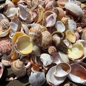 Selezione di conchiglie piccole della Florida, conchiglie, mare, spiaggia, 500 g, almeno 15 varietà