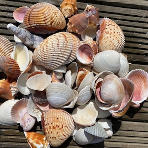 May include: A collection of seashells in various shapes, sizes, and colors, including white, brown, pink, and orange. The shells are arranged on a wooden surface.