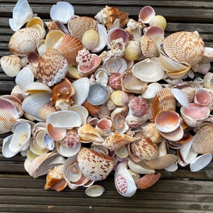 Selezione di conchiglie miste Florida, conchiglie, mare, spiaggia, 1,5 kg, almeno 20 varietà