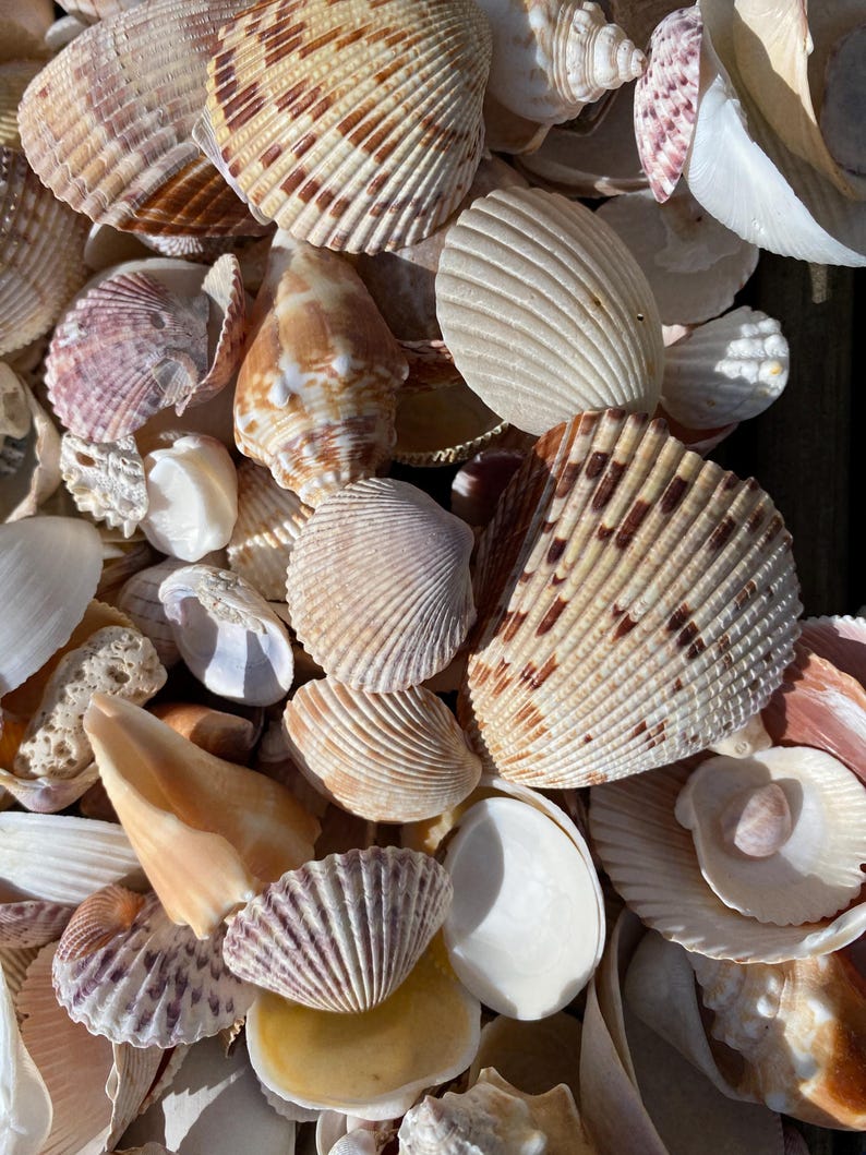 Florida Mix Shells Selection, Seashells, Seaside, Beach, 1.5kg, at ...