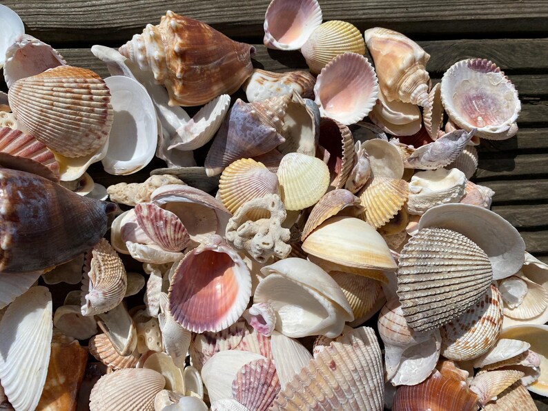Florida Mix Shells Selection, Seashells, Seaside, Beach, 1.5kg, at ...
