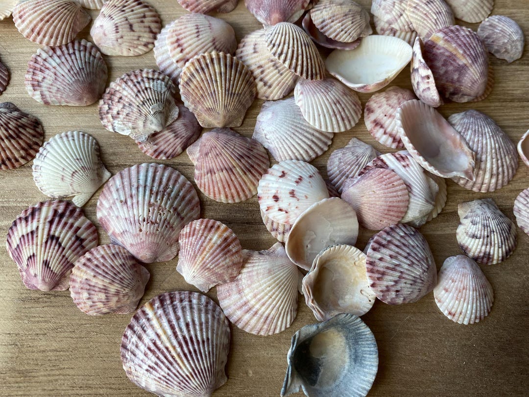 Shells, Sea Shells, Calico Clams From Florida, 400gms - Etsy