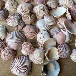Conchiglie, conchiglie, vongole calicò dalla Florida, 400 g