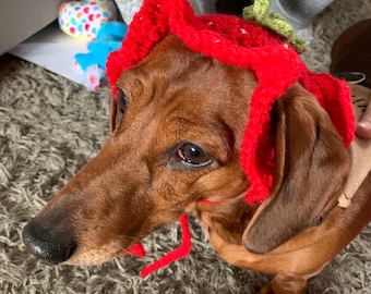 May include: A brown and tan dachshund wearing a red crocheted strawberry hat with green leaves.