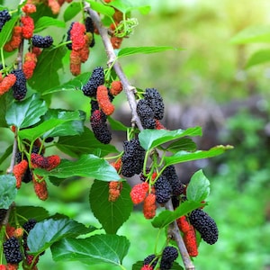 Everbearing Mulberry Cuttings with Growing Guide | Unrooted Starts for Fruit, Fast-Growing Shade Tree, Permaculture & Livestock Forage