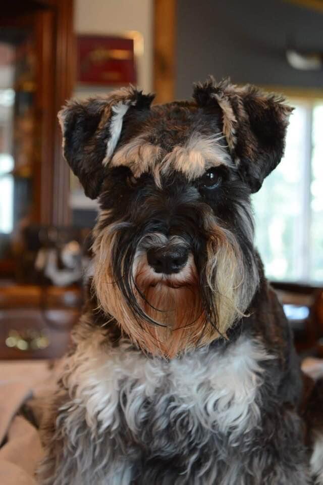 miniature schnauzer