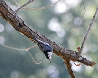 nuthatch