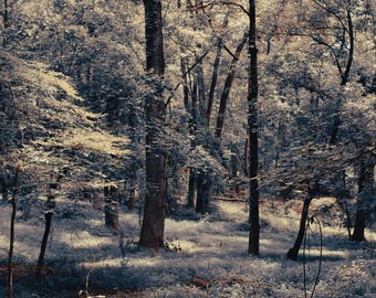 mystical forest