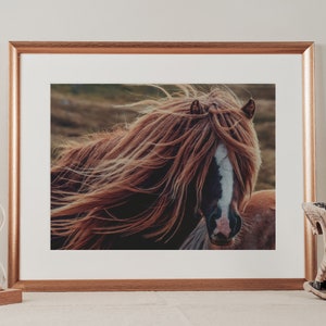 Up close head shot of a roan horse or pony.  Long shaggy mane blowing in the wind.  This is a digital print being displayed in a copper colored frame on a white shelf against a modern farmhouse or boho rustic interior wall.