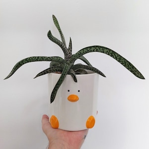 Op de afbeelding: Een groene en witte succulent in een witte keramische pot in de vorm van een cartoon eend met oranje poten en snavel.
