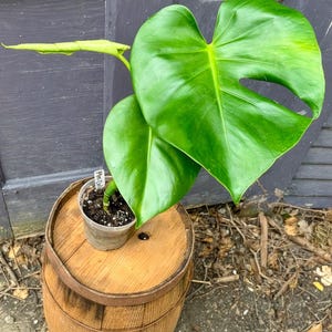 Rooted Monstera Deliciosa Swiss Cheese Plant - 4&quot; Pot