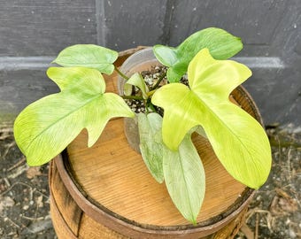 Philodendron Florida Ghost: Rare Mint Aroid, Rooted in 4 Inch Pot