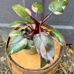 Pink Princess Philodendron: Rare Pink Variegated Indoor Plant