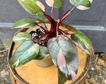 Pink Princess Philodendron: Rare Pink Variegated Indoor Plant