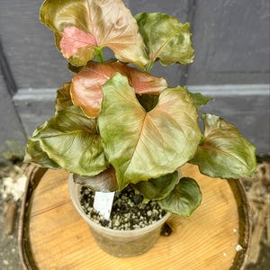 Syngonium Strawberry Ice: Rare Variegated Aroid - Live Indoor Plant