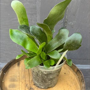 Staghorn Fern – Mounted-Look Tropical Houseplant with Antler-Like Leaves – Rooted Fern in 4 Inch Pot