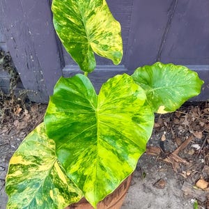 Alocasia Gageana Aurea  Rare Variegated Elephant Ear Plant, Vibrant  Yellow-green Foliage, Indoor Tropical Decor, Easy Care - Etsy