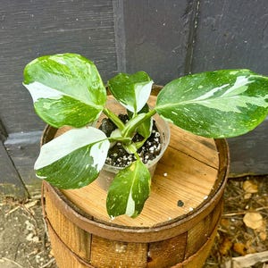 Rare Variegated Philodendron White Wizard - Rooted 4&quot; Houseplant
