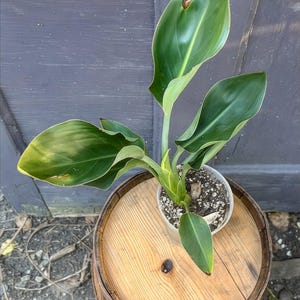 Orange Bird of Paradise Plant: Tropical Indoor Foliage - 4 Inch Pot