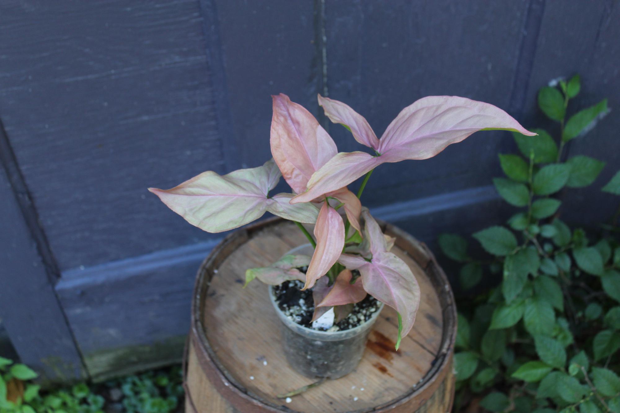Syngonium Pink Perfection – Pink and Green Variegated Arrowhead Plant in 4in Pot – Easy Indoor Aroid for Tropical Plant Lovers