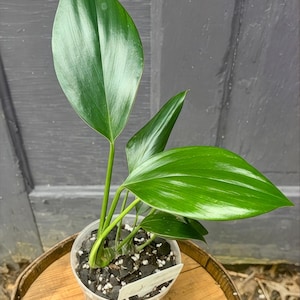 Dragon Tail Plant: Rare Tropical Rhaphidophora Decursiva - 4in Pot