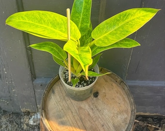 Rare Philodendron Calkins Gold: Yellow Variegated Aroid - 4&quot; Pot