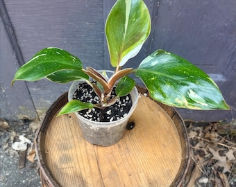 Philodendron White Knight – Rare Variegated Aroid with White & Deep Purple Stems – Rooted in 4in Pot – Collector Plant