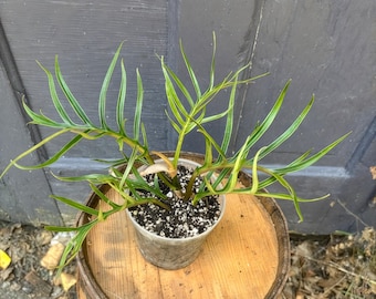 Philodendron Tortum: Rare Split-Leaf Aroid - 4in Pot