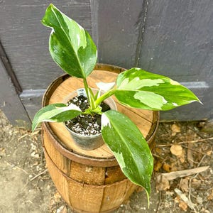 Rare Variegated Philodendron White Wizard - Rooted 4&quot; Houseplant