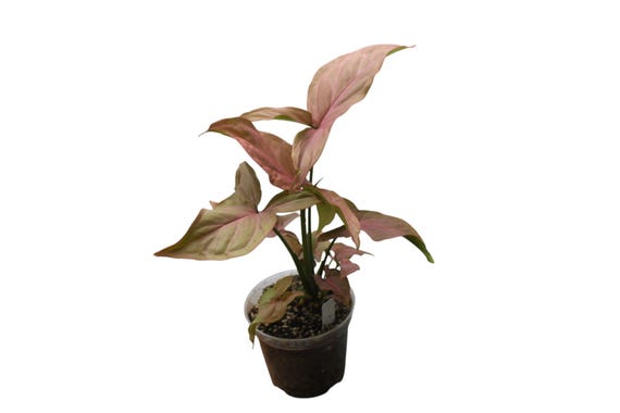Syngonium Pink Perfection – Pink and Green Variegated Arrowhead Plant in 4in Pot – Easy Indoor Aroid for Tropical Plant Lovers