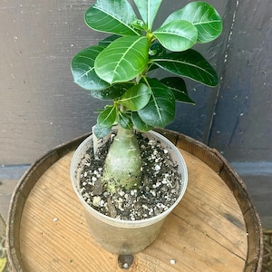 Desert Rose (Adenium obesum) – Unique Caudex Plant – Easy-Care Succulent Houseplant