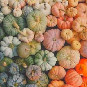Rainbow Blend of Colorful Pumpkin Seeds: 10+ Uncommon Varieties (50+ Seeds)