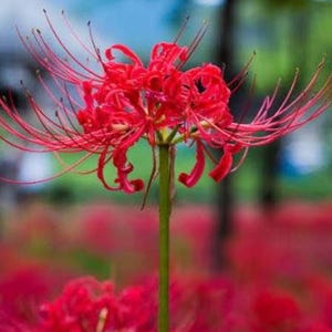 Lycoris Radiata Bulbs: Showy Red Spiderlily - Blooms in August (3 per order)