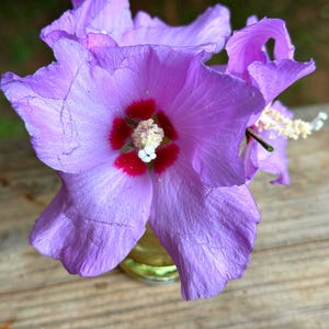 Puede incluir: Primer plano de una vibrante flor morada con un centro rojo intenso y estambres blancos. Los pétalos son delicados y texturizados. La flor está en un pequeño jarrón de cristal transparente, sobre una superficie de madera.