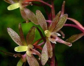 Crippled Cranefly Orchid – Rare Native Plant, 1 corm/rhizome per order
