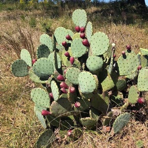 Könnte beinhalten: Nahaufnahme eines Feigenkaktus mit grünen Blättern und roten Früchten. Der Kaktus steht in einem Feld mit trockenem Gras. Die Blätter sind mit kleinen dunklen Punkten versehen. Die roten Früchte sind oval und gruppiert.