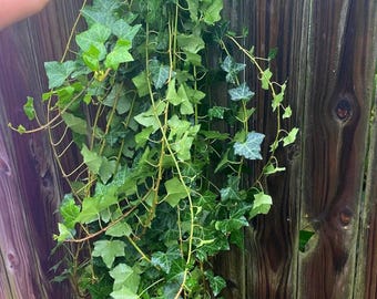 Esquejes largos de hiedra inglesa: planta rastrera de hoja perenne