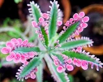 Kalanchoë "Pink Butterflies" vetplant - 2 in starterplant