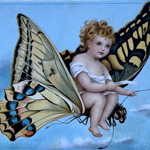 Cinque adorabili farfalle con un cherubino