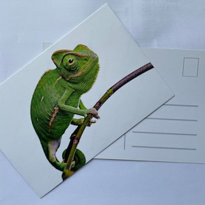 Fünf kuschelige Chamäleons