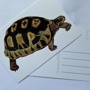 Fünf Wanderschildkröten Postkarten