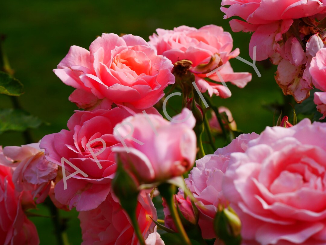 Photographers Roses This item is unavailable - Etsy
