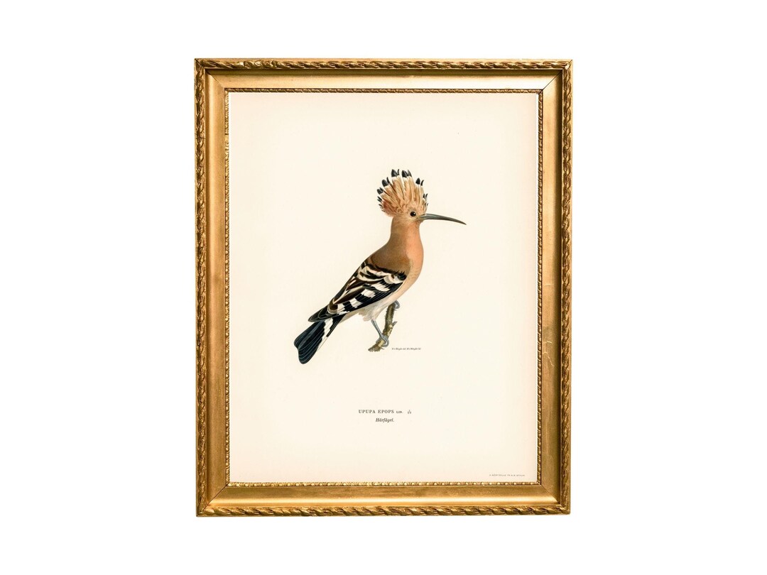 Digital Download Bird Art, Birds of the World Printable at Home, Print ...
