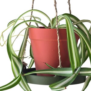 May include: A hanging spider plant in a terracotta pot. The plant has long, arching green and white striped leaves. The pot is suspended by woven rope hangers, and sits in a green saucer.